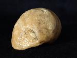 Ampullina sp. (FRUSSAC 1822) - Bild © FossNet FossilienStore